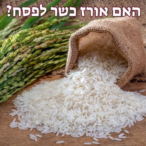 האם אורז כשר לפסח
